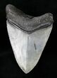 Venice Megalodon Tooth - Great Blade #12190-2